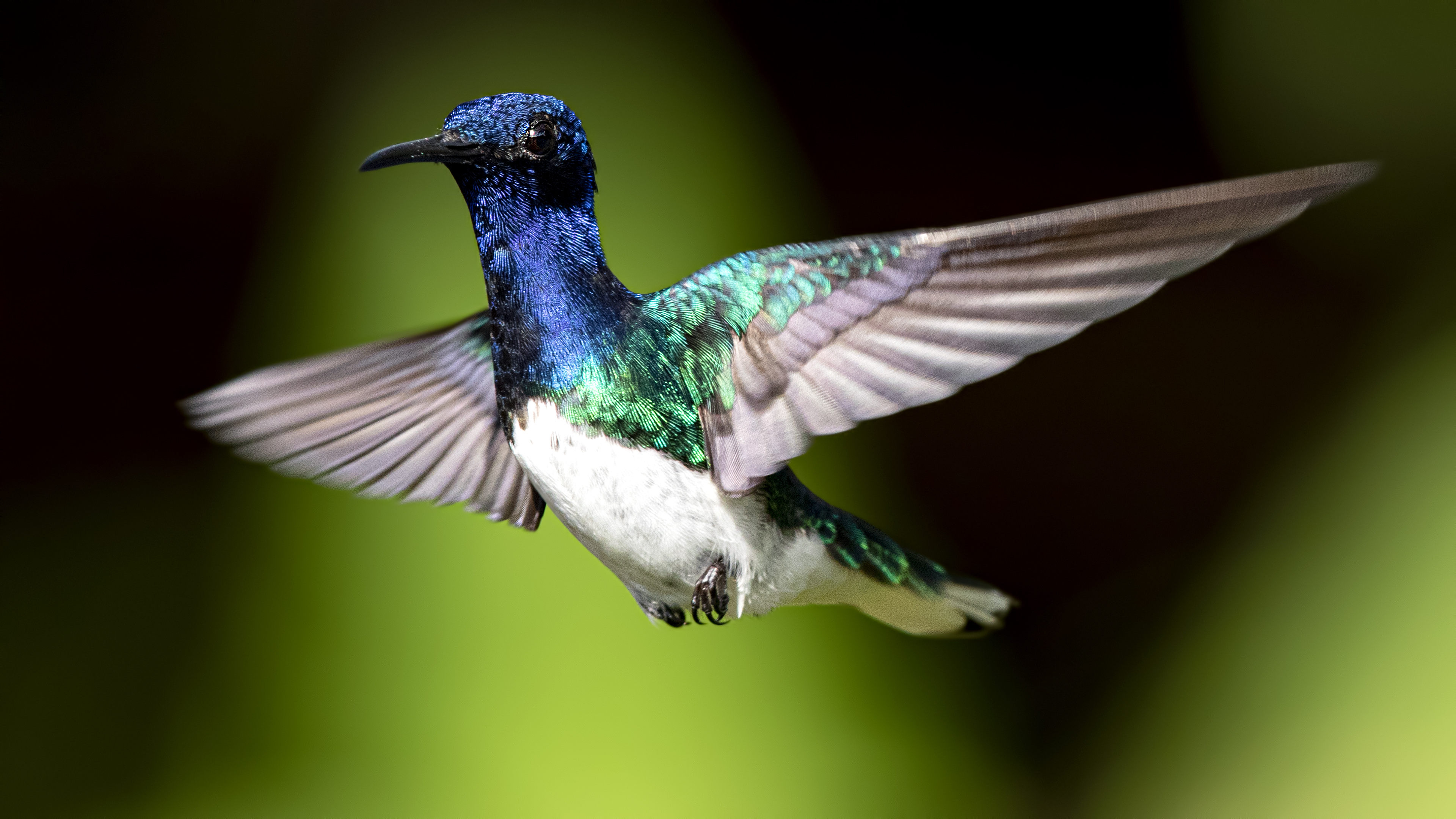 White-necked Jacobin — Ana fotoğraf